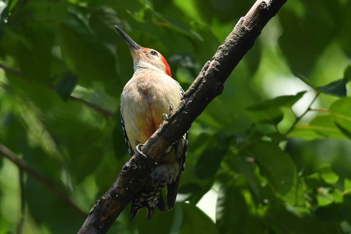 Red-bellied Woodpecker - ML618964763