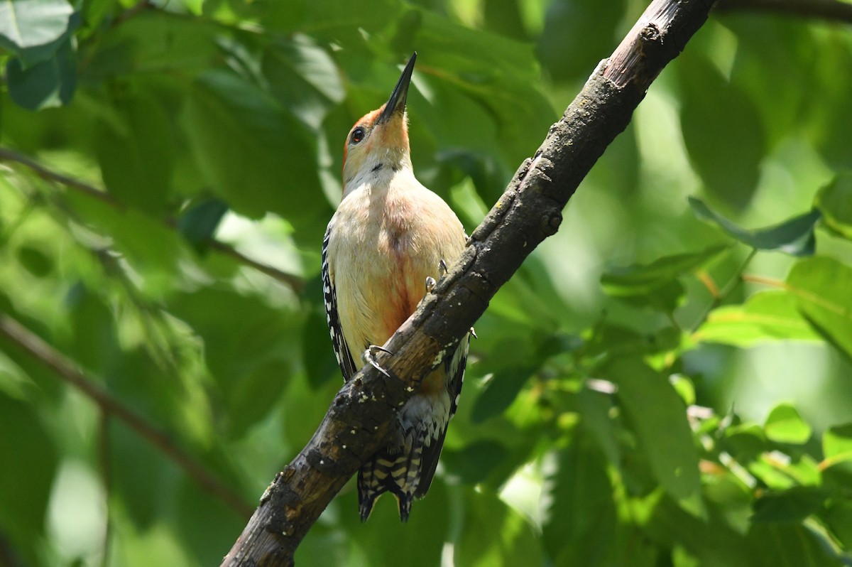 Red-bellied Woodpecker - ML618964766