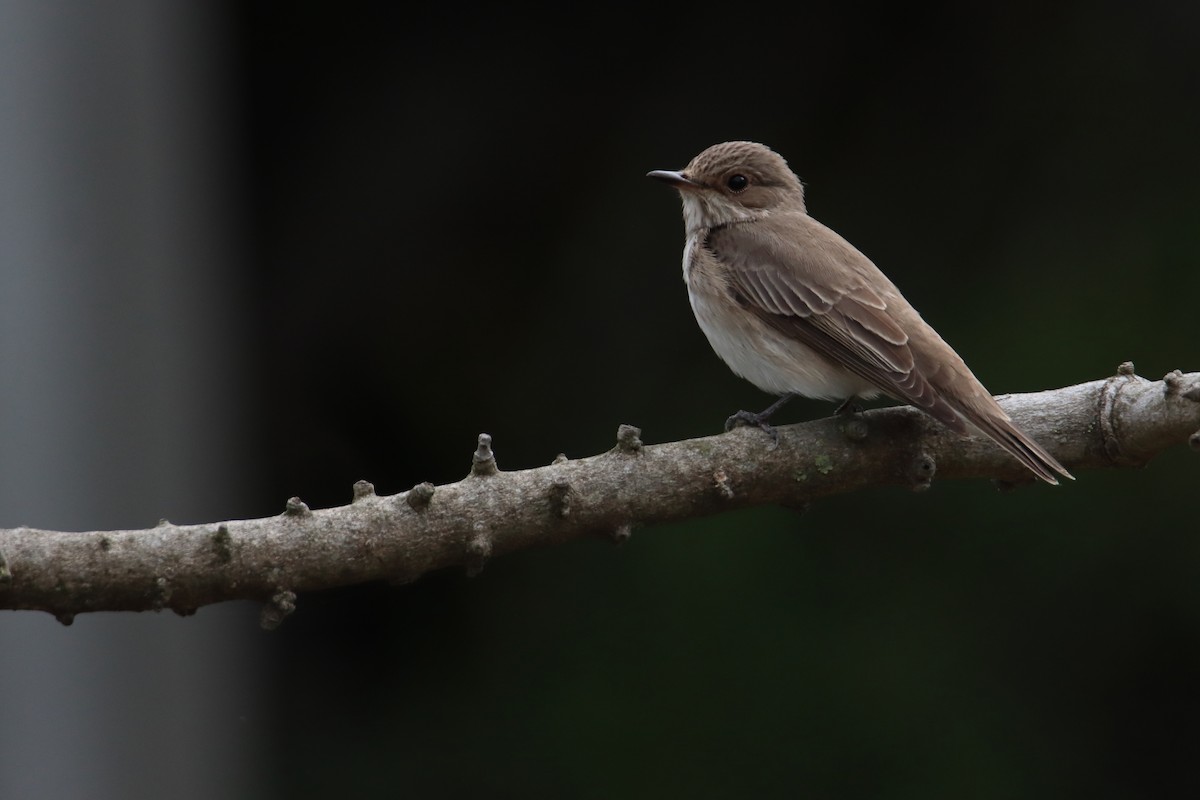 Spotted Flycatcher (Spotted) - ML618964772
