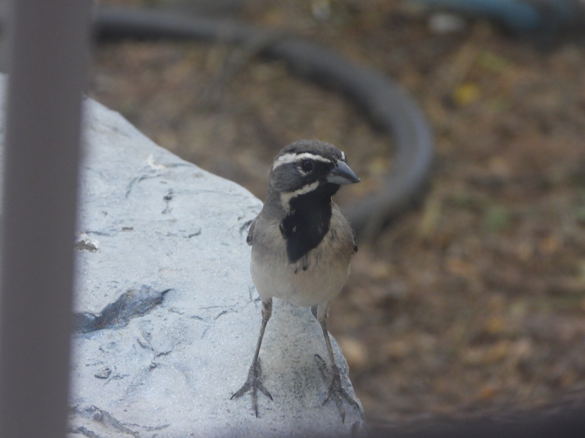 Black-throated Sparrow - ML618964818