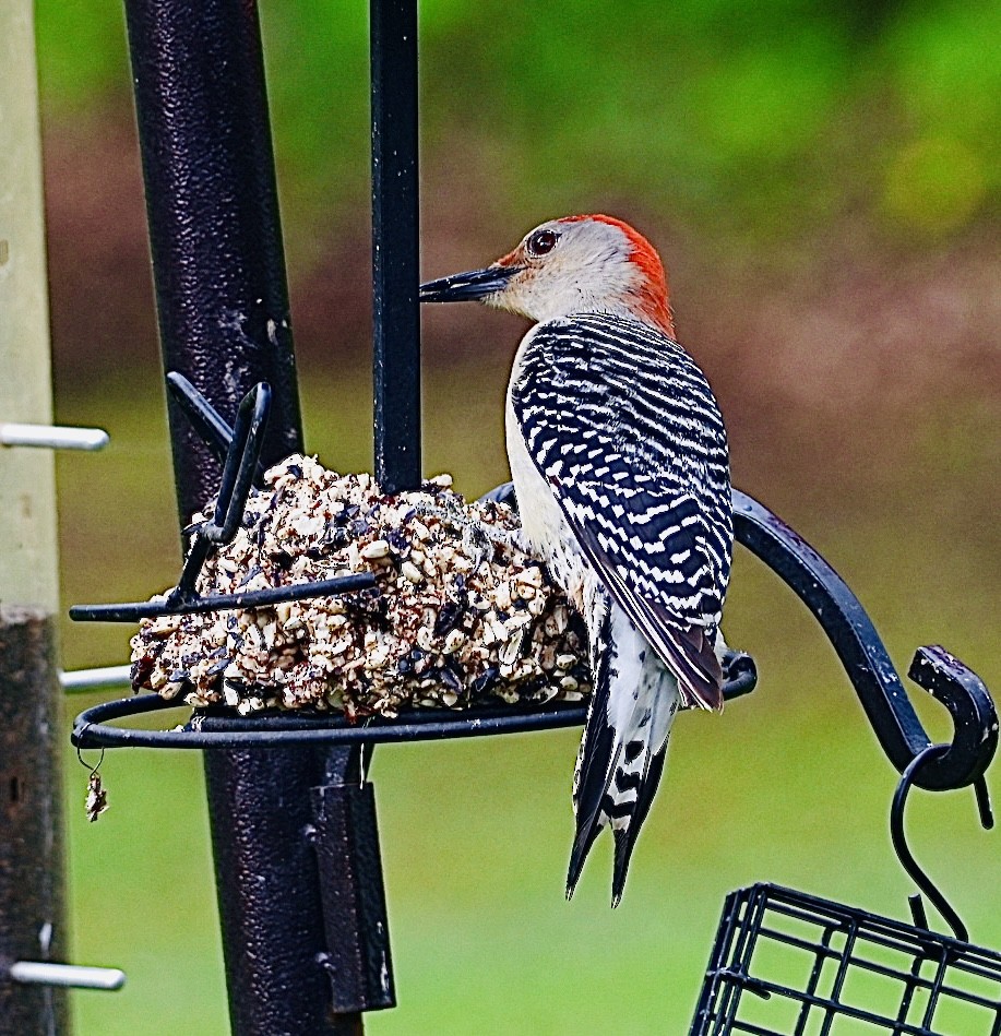 Red-bellied Woodpecker - ML618964820