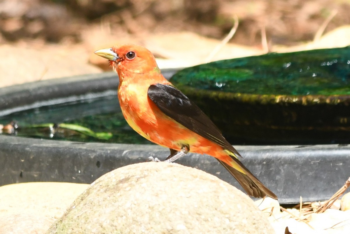 Scarlet Tanager - ML618964849