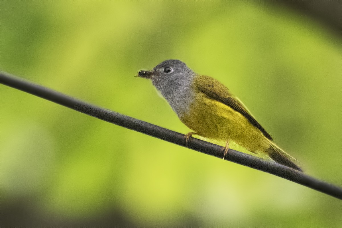 Gray-headed Canary-Flycatcher - ML618964859