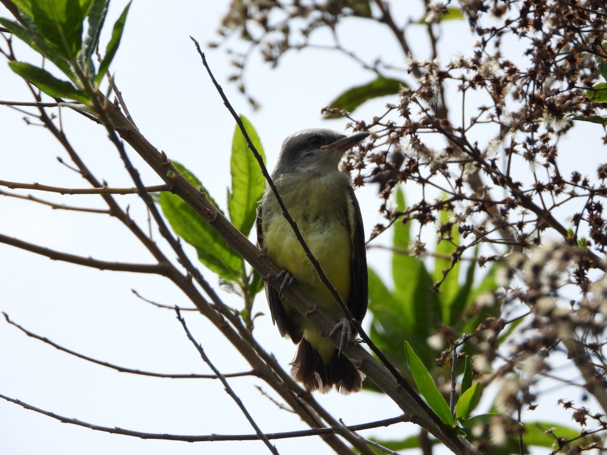 Tropical Kingbird - karime falah