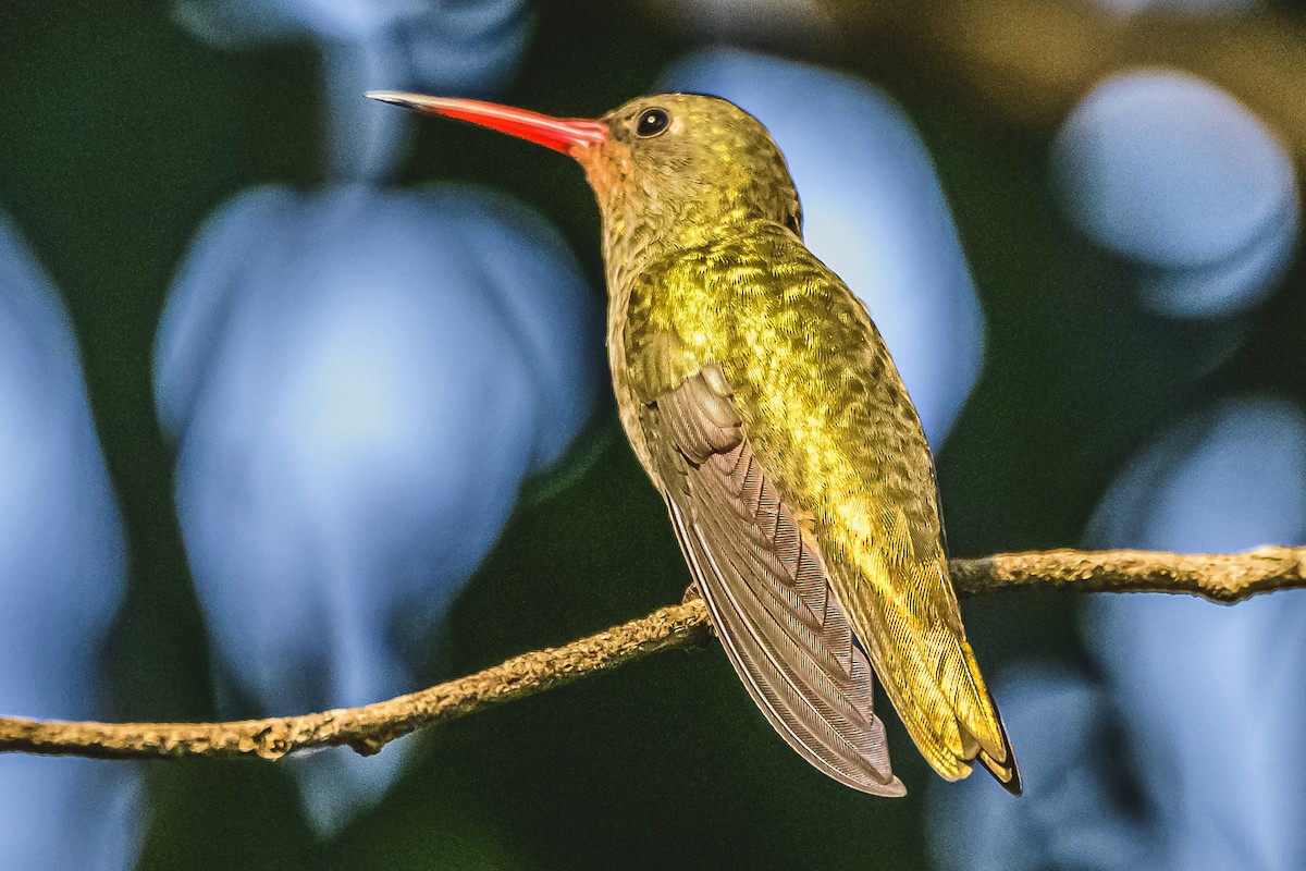 Gilded Hummingbird - ML618964888