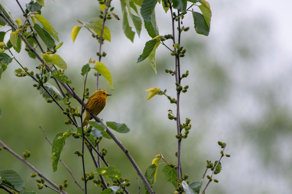Yellow Warbler - Kevin ODonnell