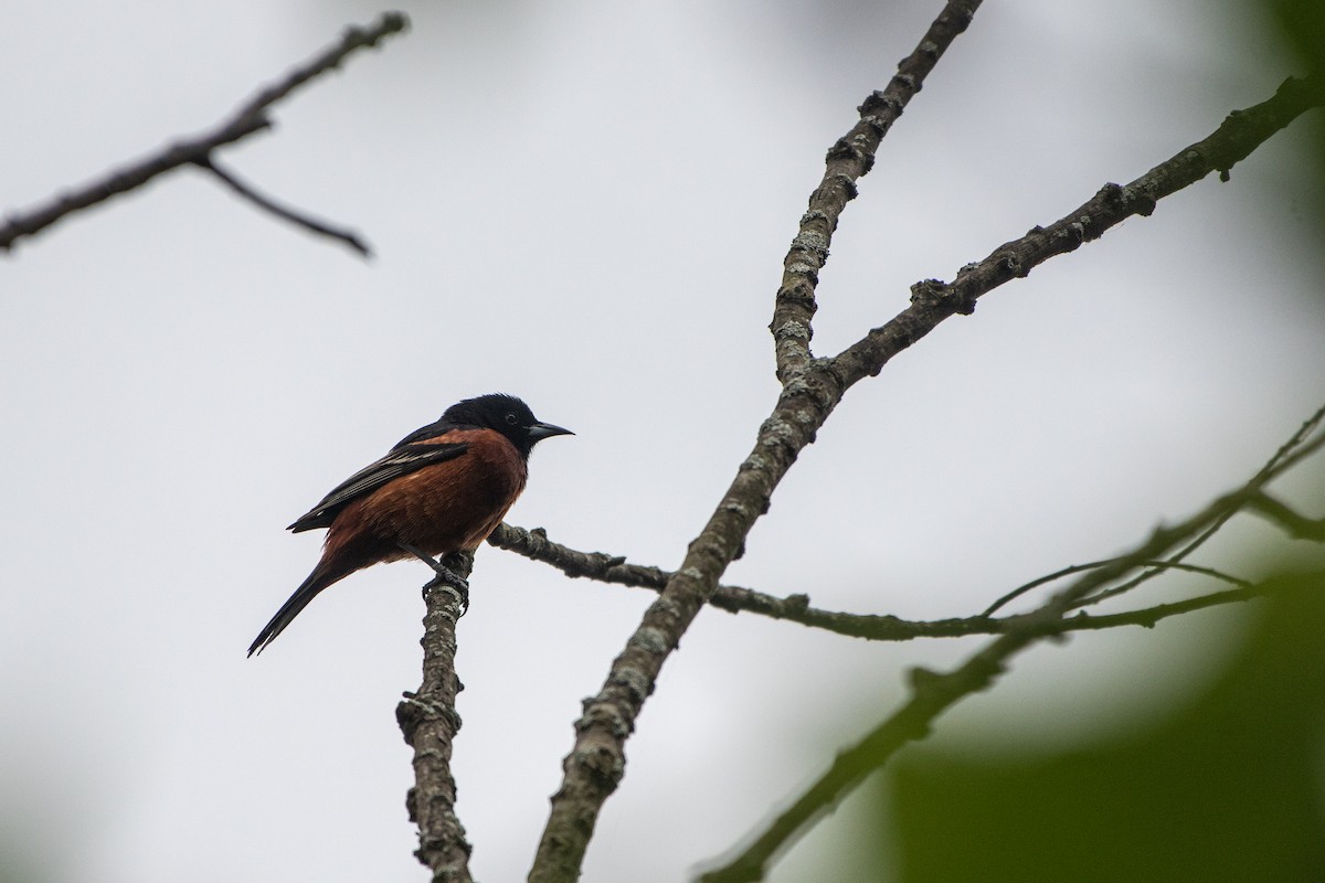 Orchard Oriole - ML618964914