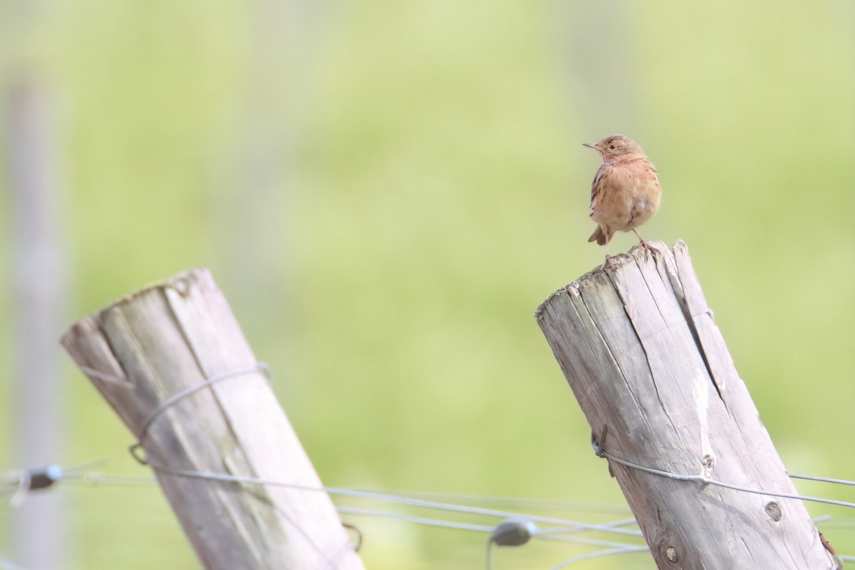 Red-throated Pipit - ML618964918