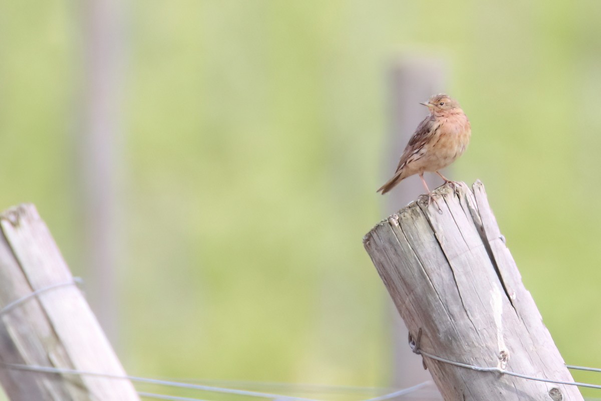 Red-throated Pipit - ML618964919