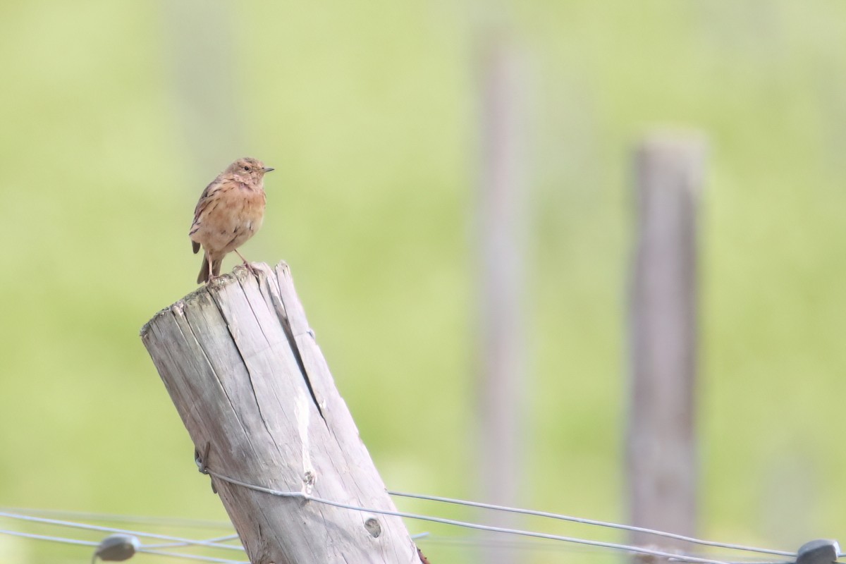 Red-throated Pipit - ML618964921