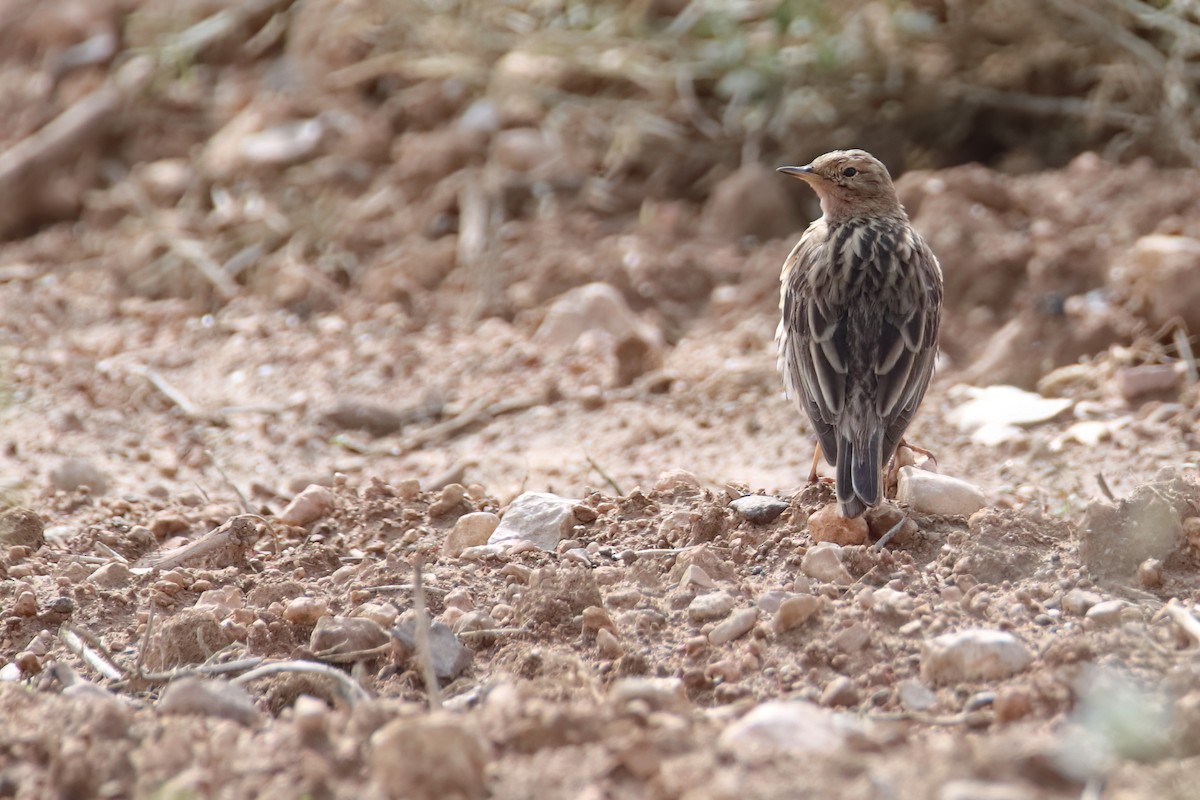 Red-throated Pipit - ML618964925