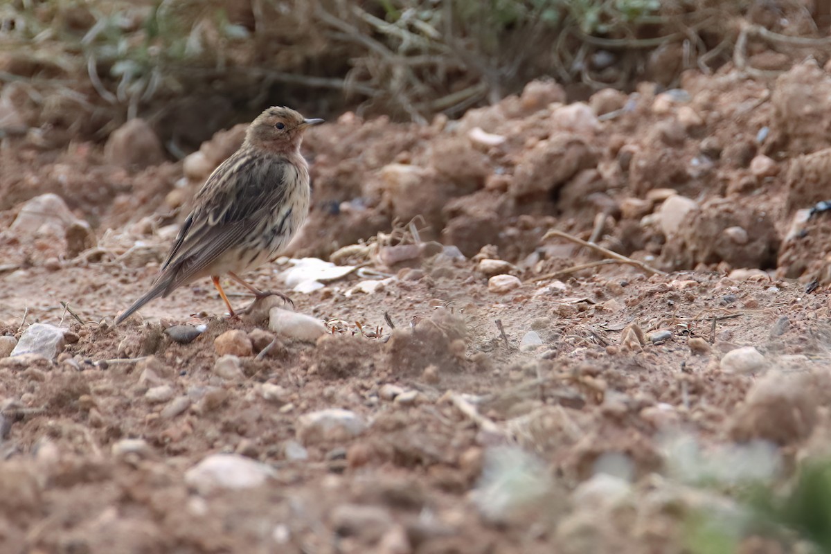 Red-throated Pipit - ML618964927