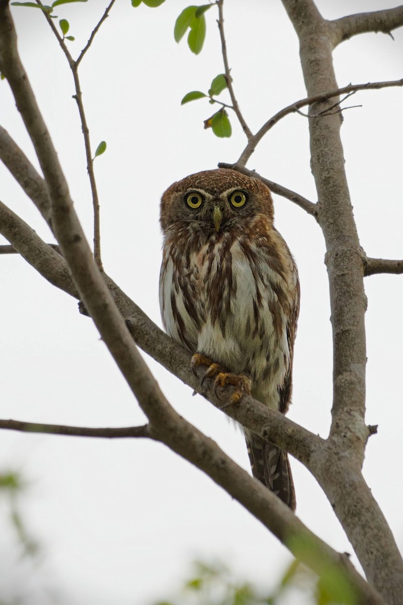Pearl-spotted Owlet - ML618964964