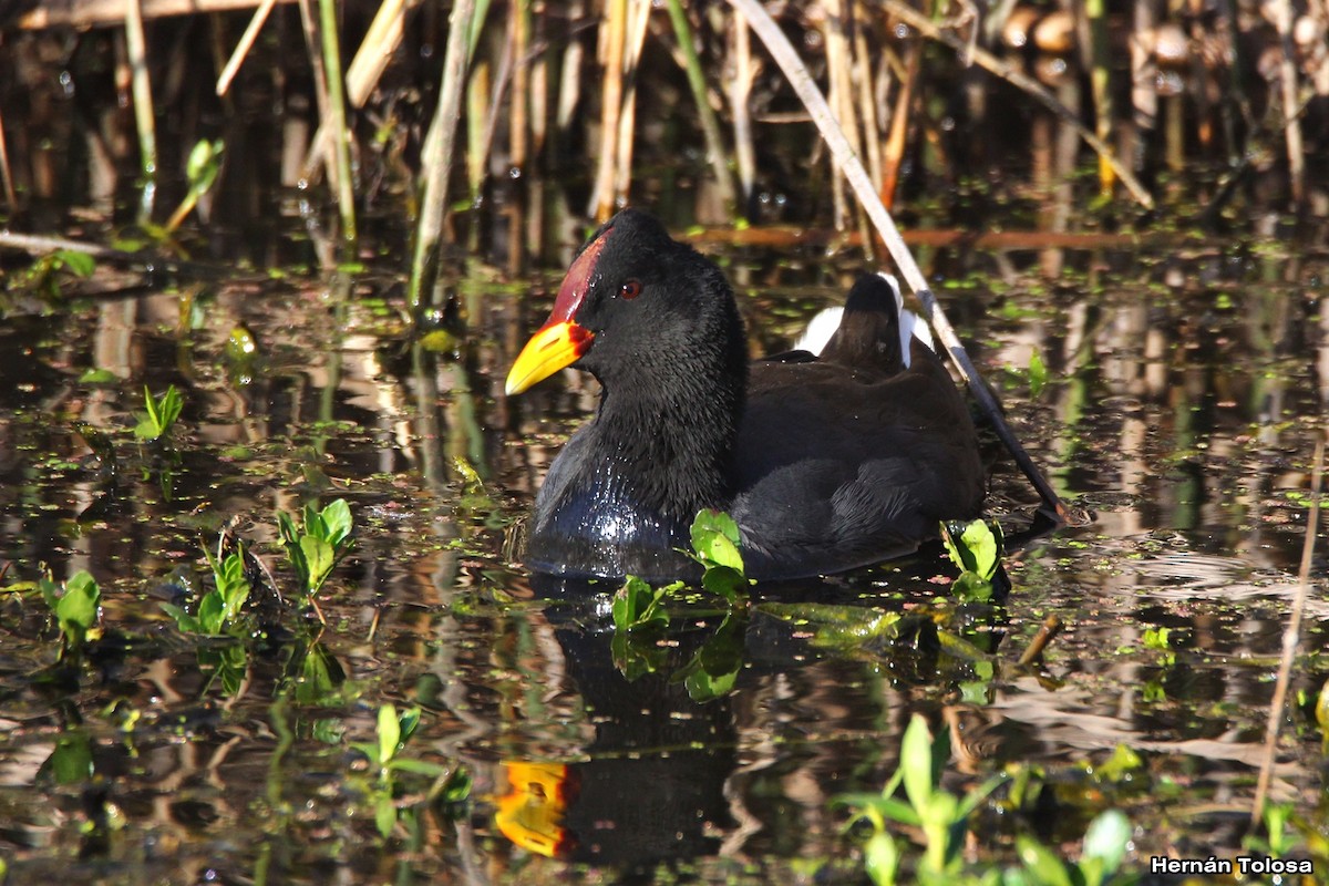 Red-fronted Coot - ML618964991