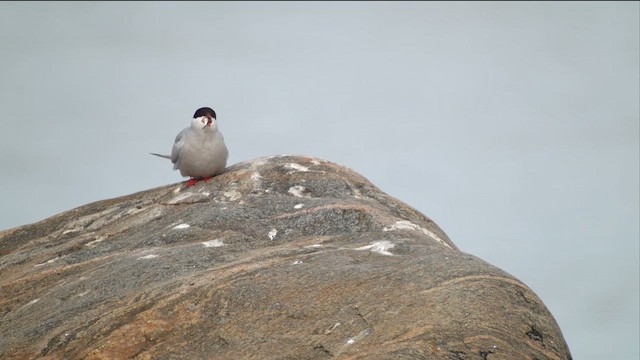 Arctic Tern - ML618965057