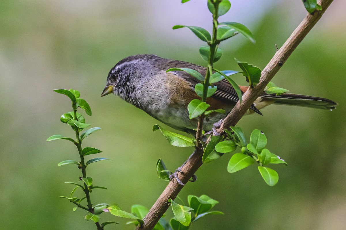 Gray-throated Warbling Finch - ML618965096