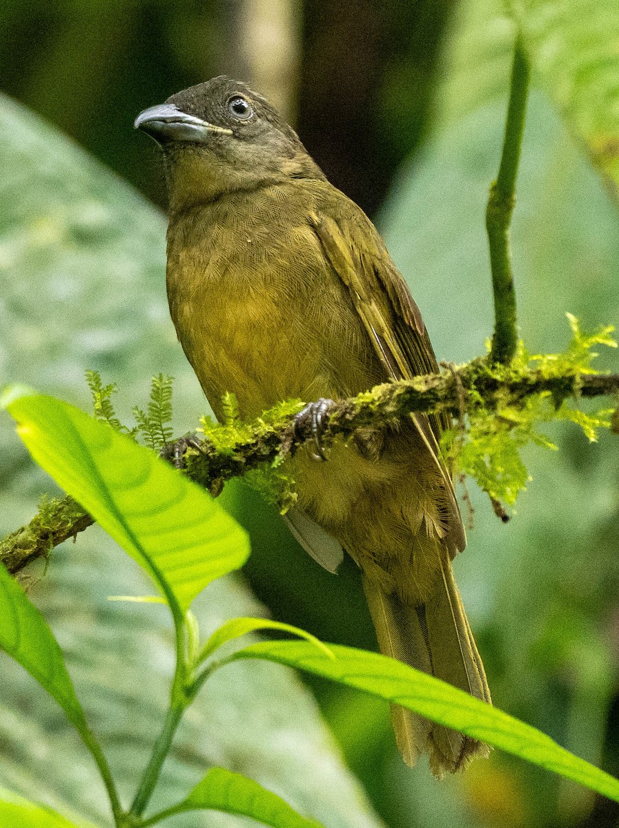Ochre-breasted Tanager - ML618965115