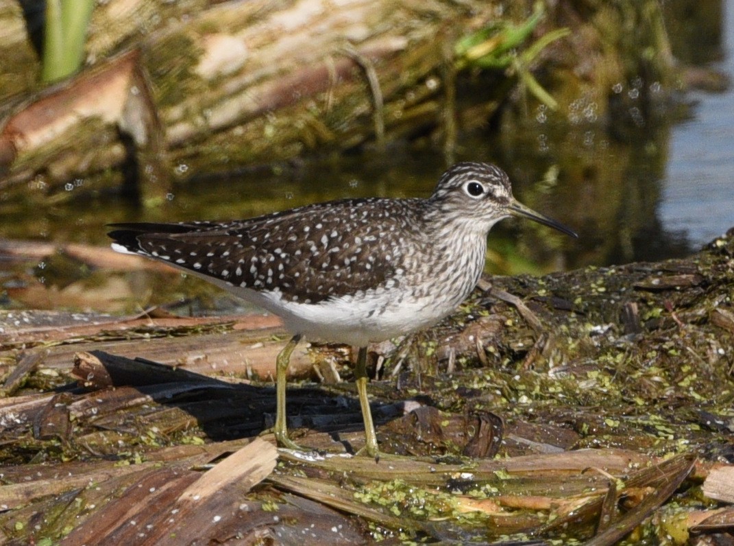 Solitary Sandpiper - Wendy Hill