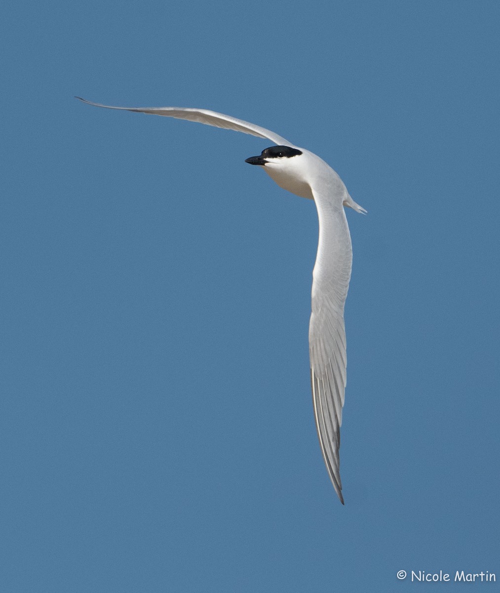Gull-billed Tern - ML618965175