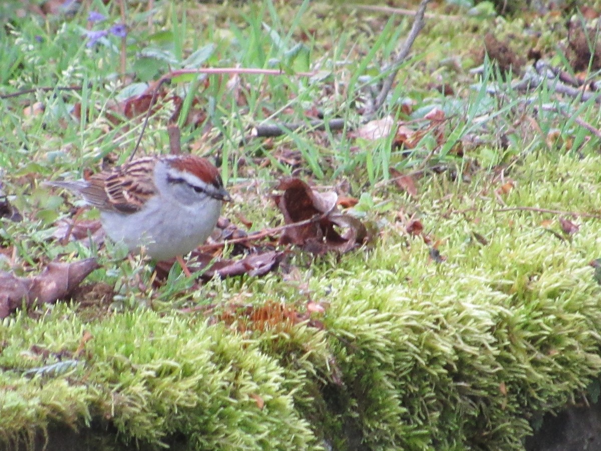 Chipping Sparrow - ML618965188