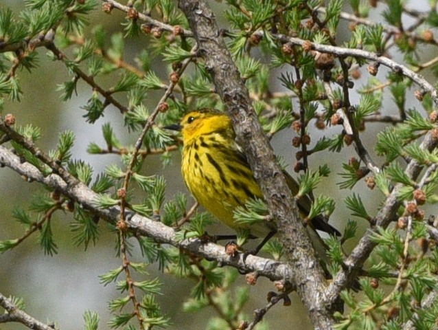 Cape May Warbler - ML618965195