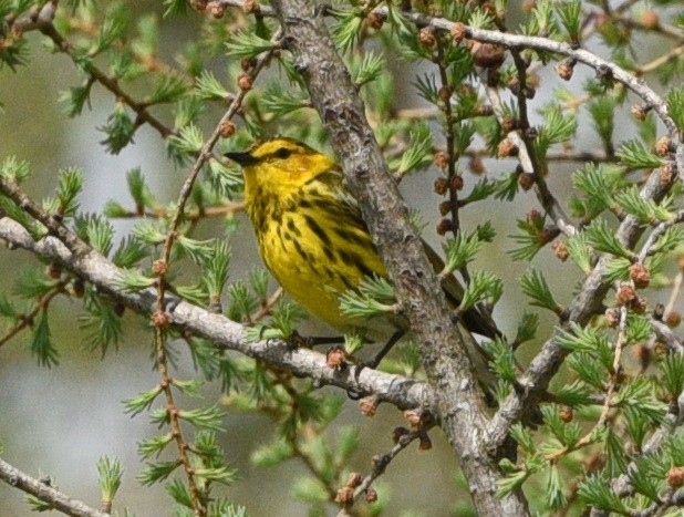 Cape May Warbler - ML618965196