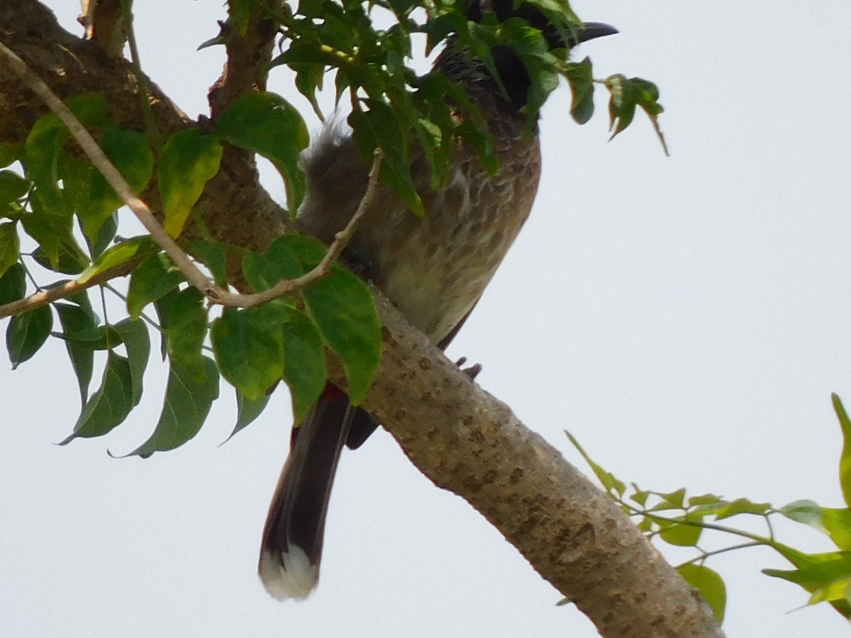 Red-vented Bulbul - ML618965211