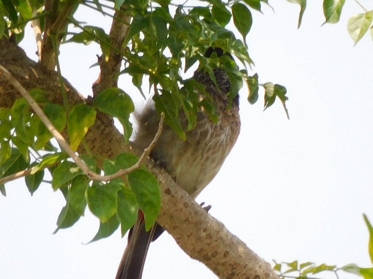 Red-vented Bulbul - ML618965212