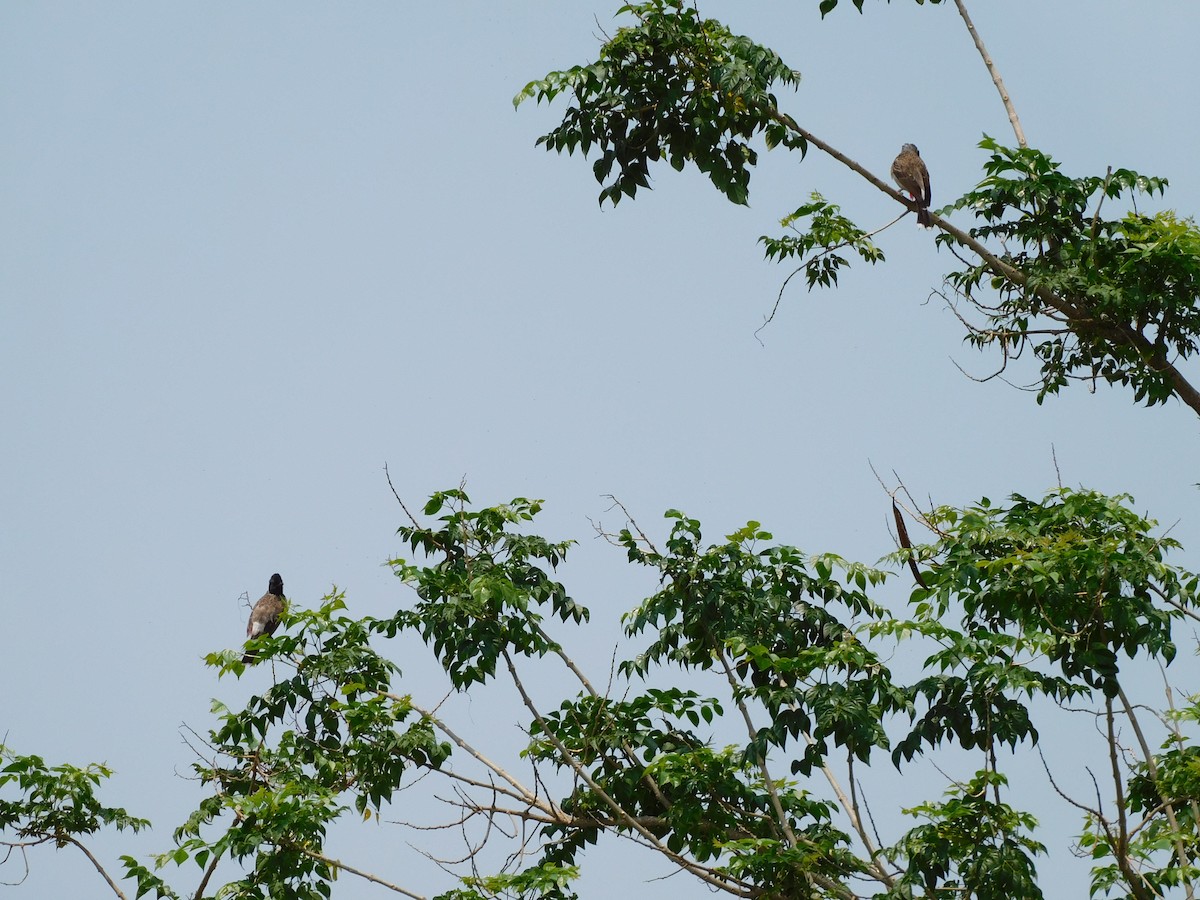 Red-vented Bulbul - ML618965214