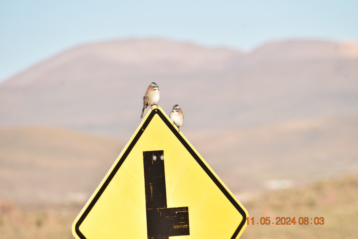 Rufous-collared Sparrow - ML618965215