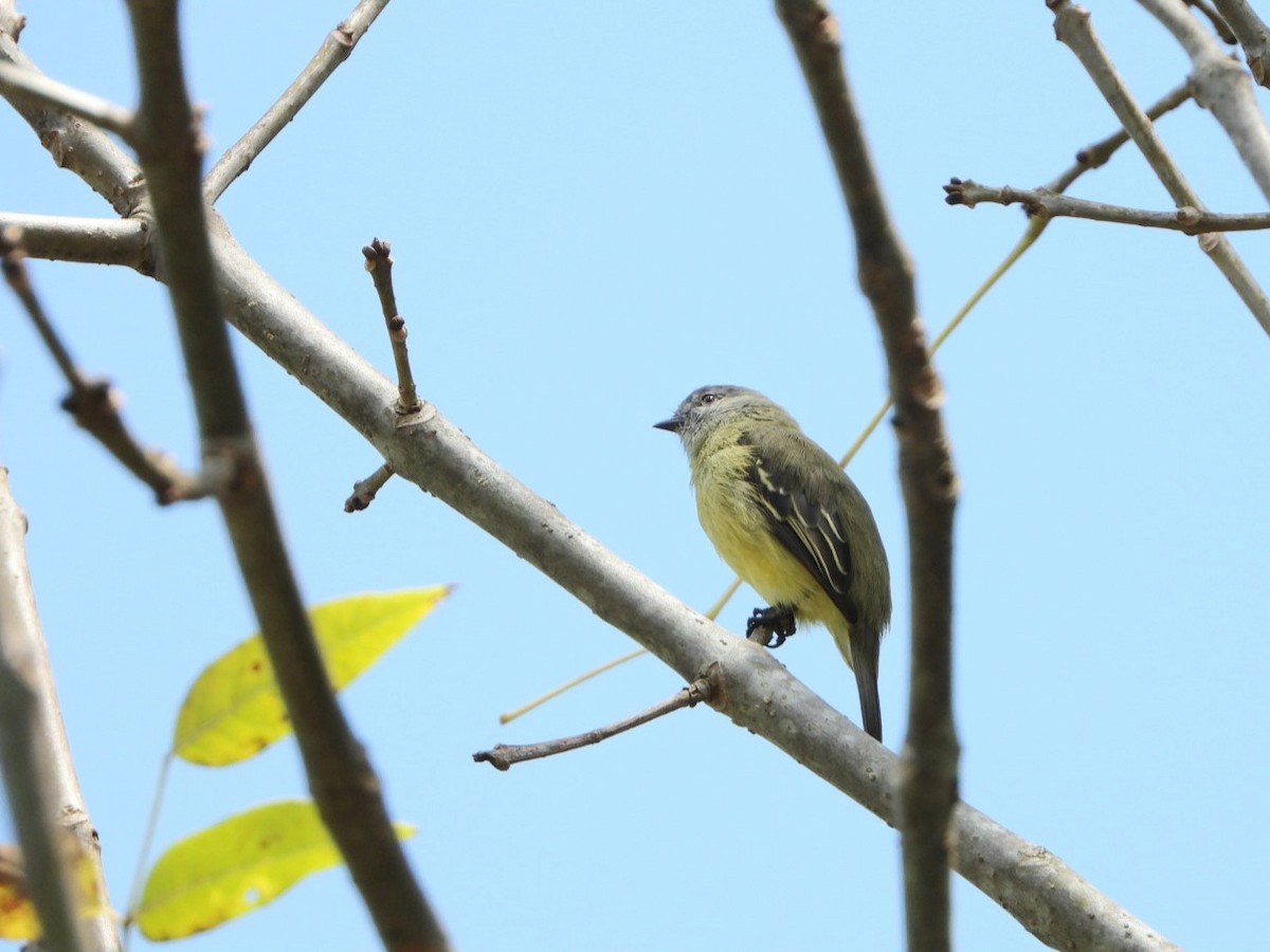 Yellow-crowned Tyrannulet - ML618965223