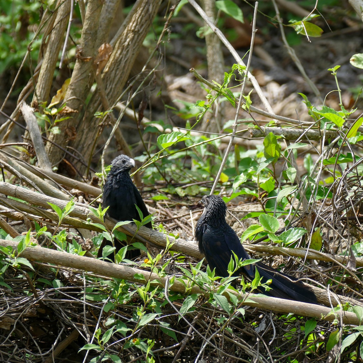 Groove-billed Ani - Isis Fienco