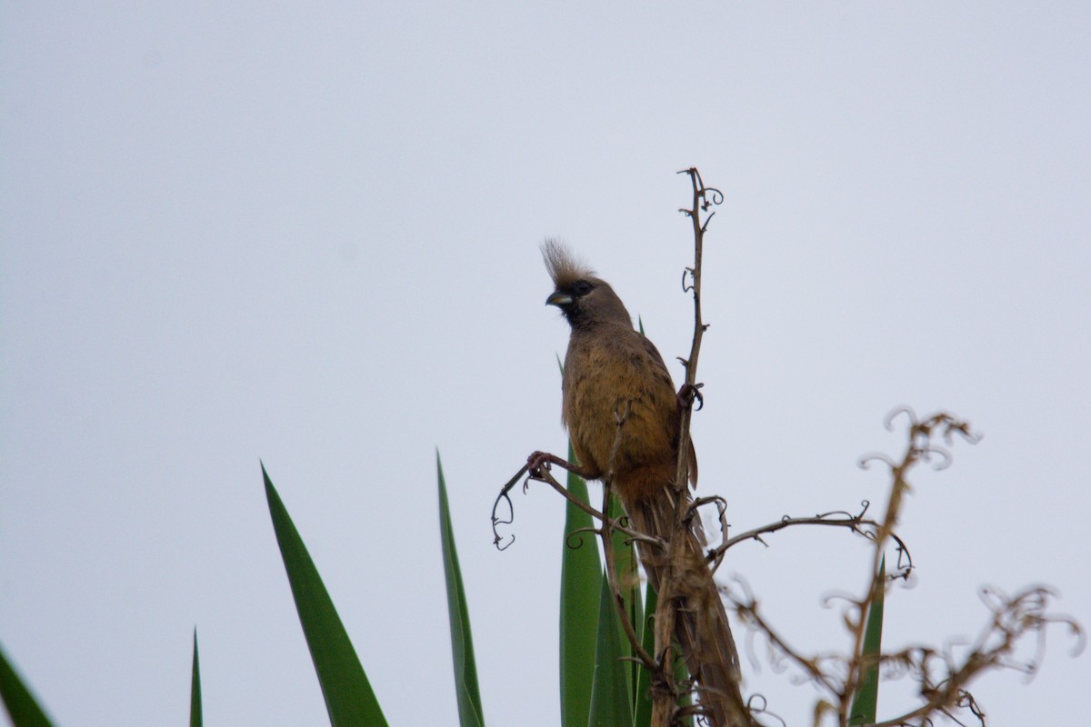 Speckled Mousebird - ML618965240