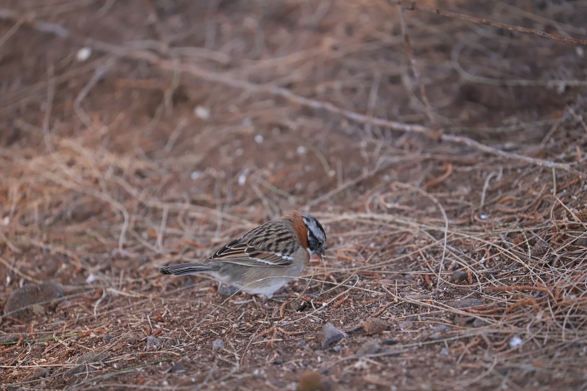 Rufous-collared Sparrow - Catalina Prado Bustamante