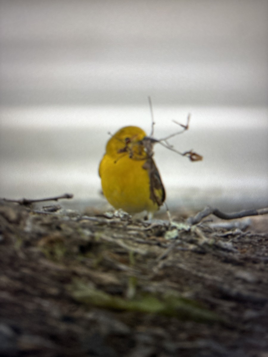 Prothonotary Warbler - ML618965245