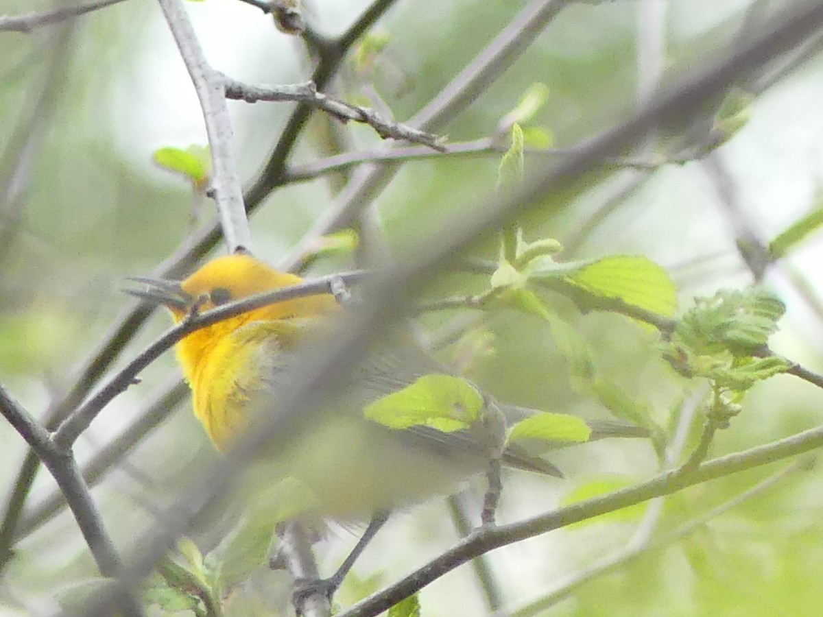 Prothonotary Warbler - ML618965268