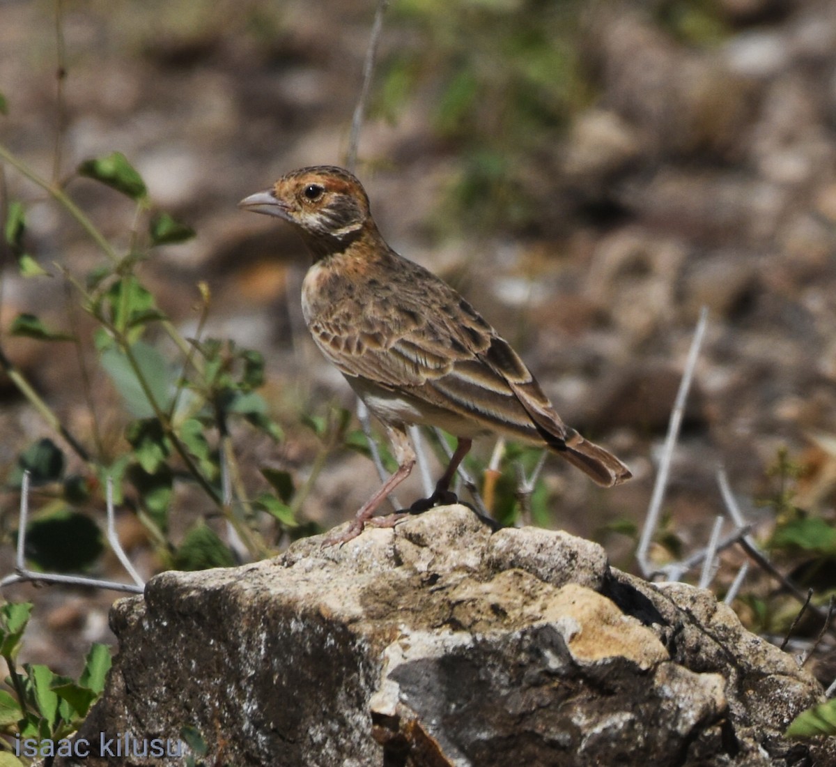 Fischer's Sparrow-Lark - isaac kilusu