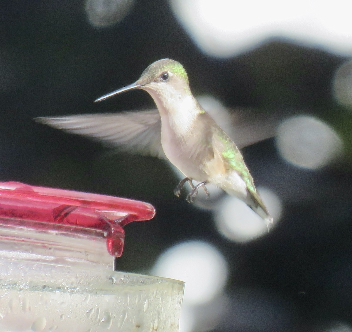 Ruby-throated Hummingbird - ML618965289