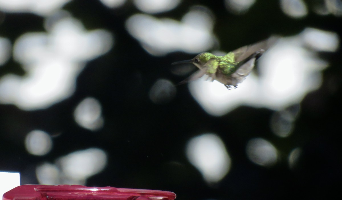 Ruby-throated Hummingbird - ML618965290