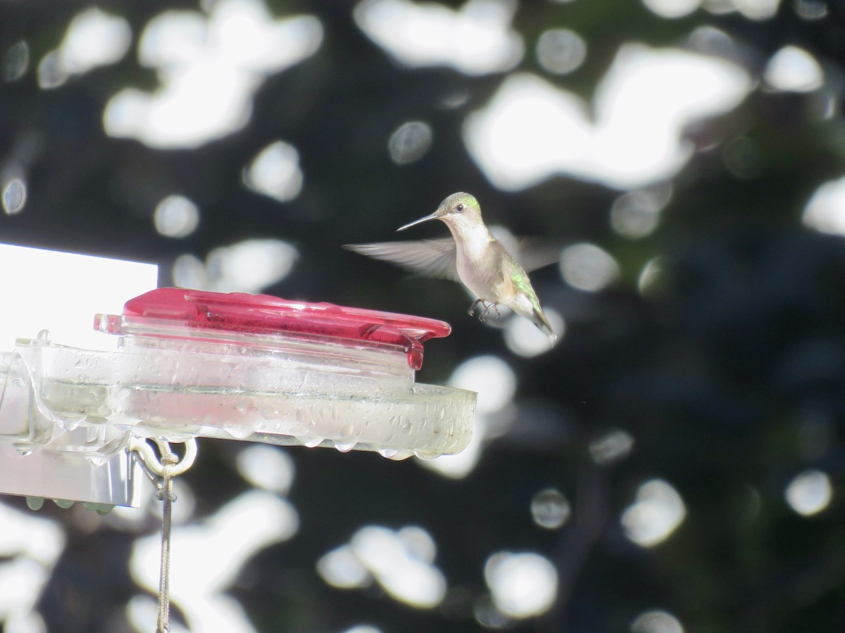 Ruby-throated Hummingbird - ML618965292