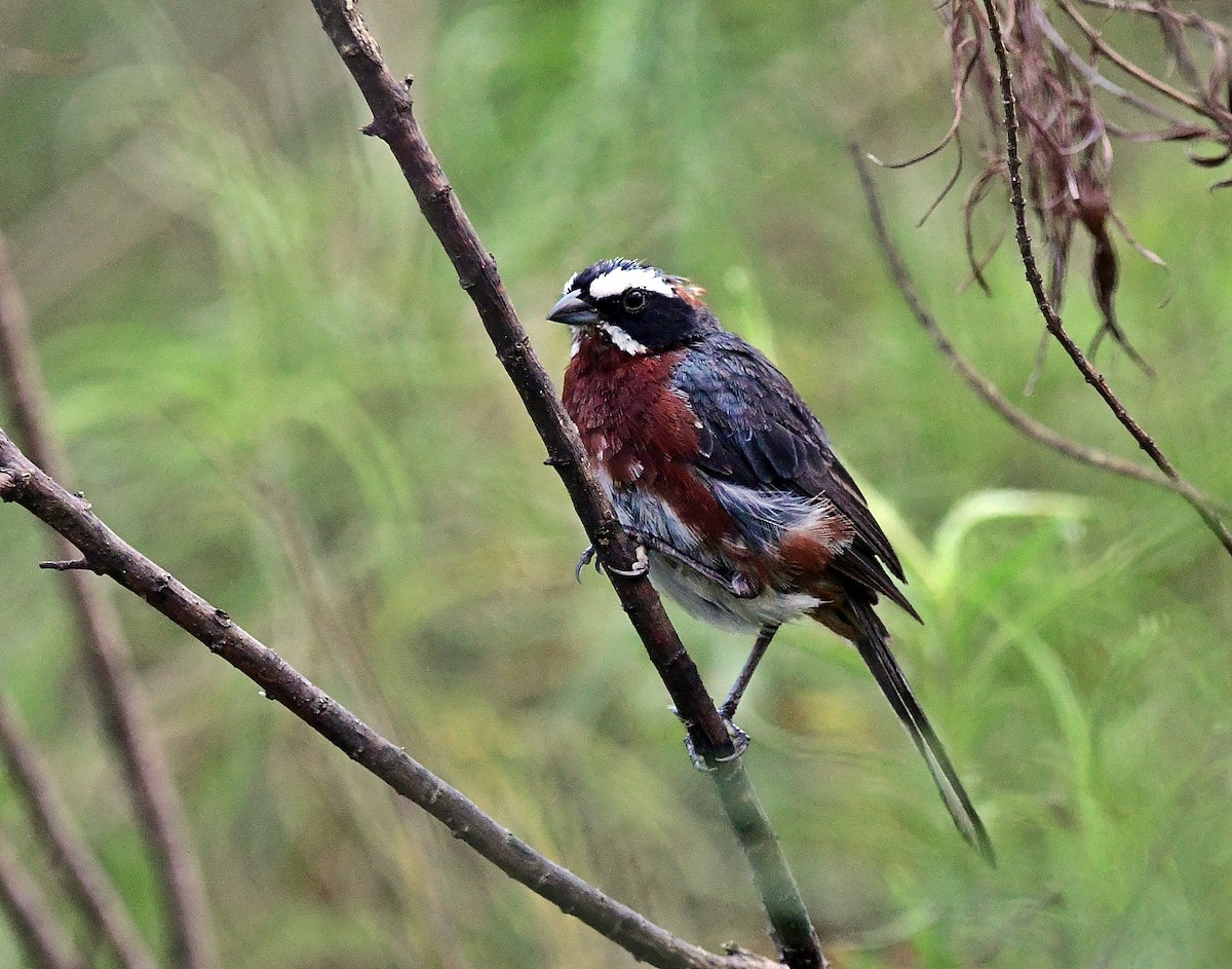 Black-and-chestnut Warbling Finch - ML618965307