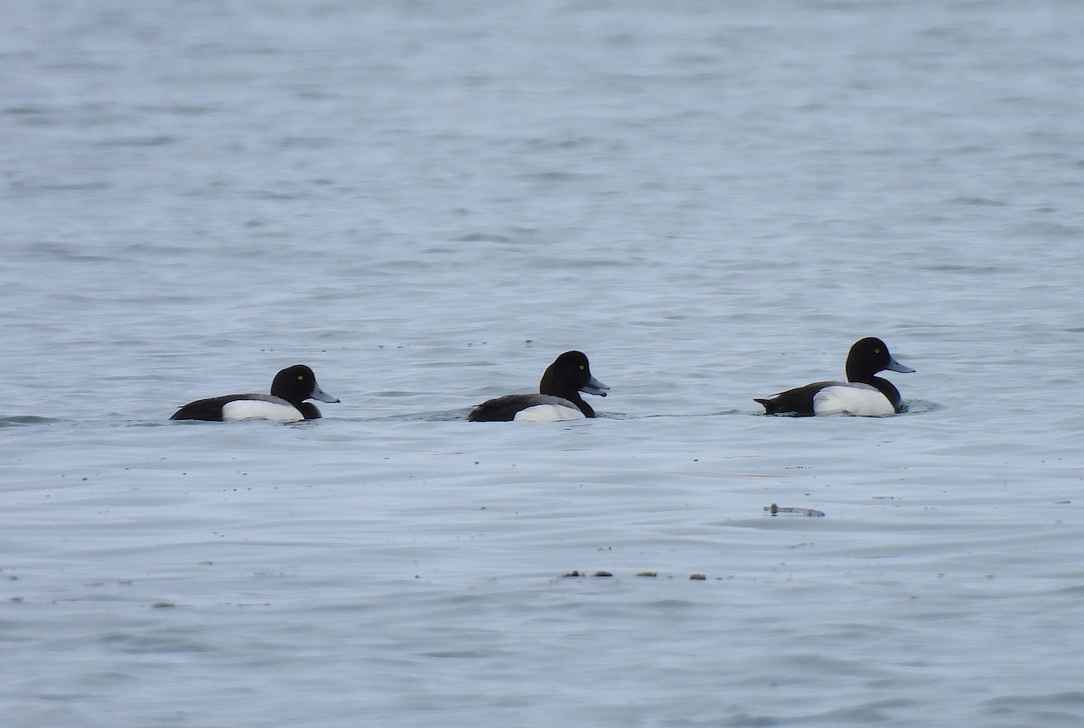 Greater Scaup - ML618965311