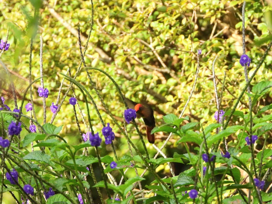 kolibřík červenohlavý - ML618965334