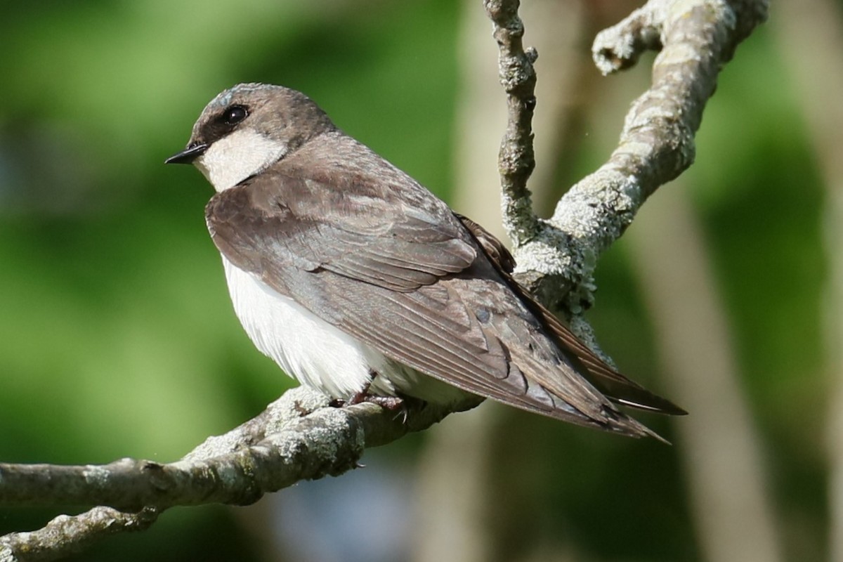 Tree Swallow - michael vedder