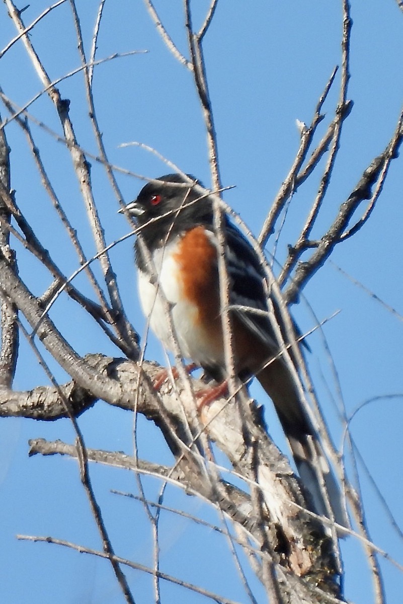 Spotted Towhee - ML618965422