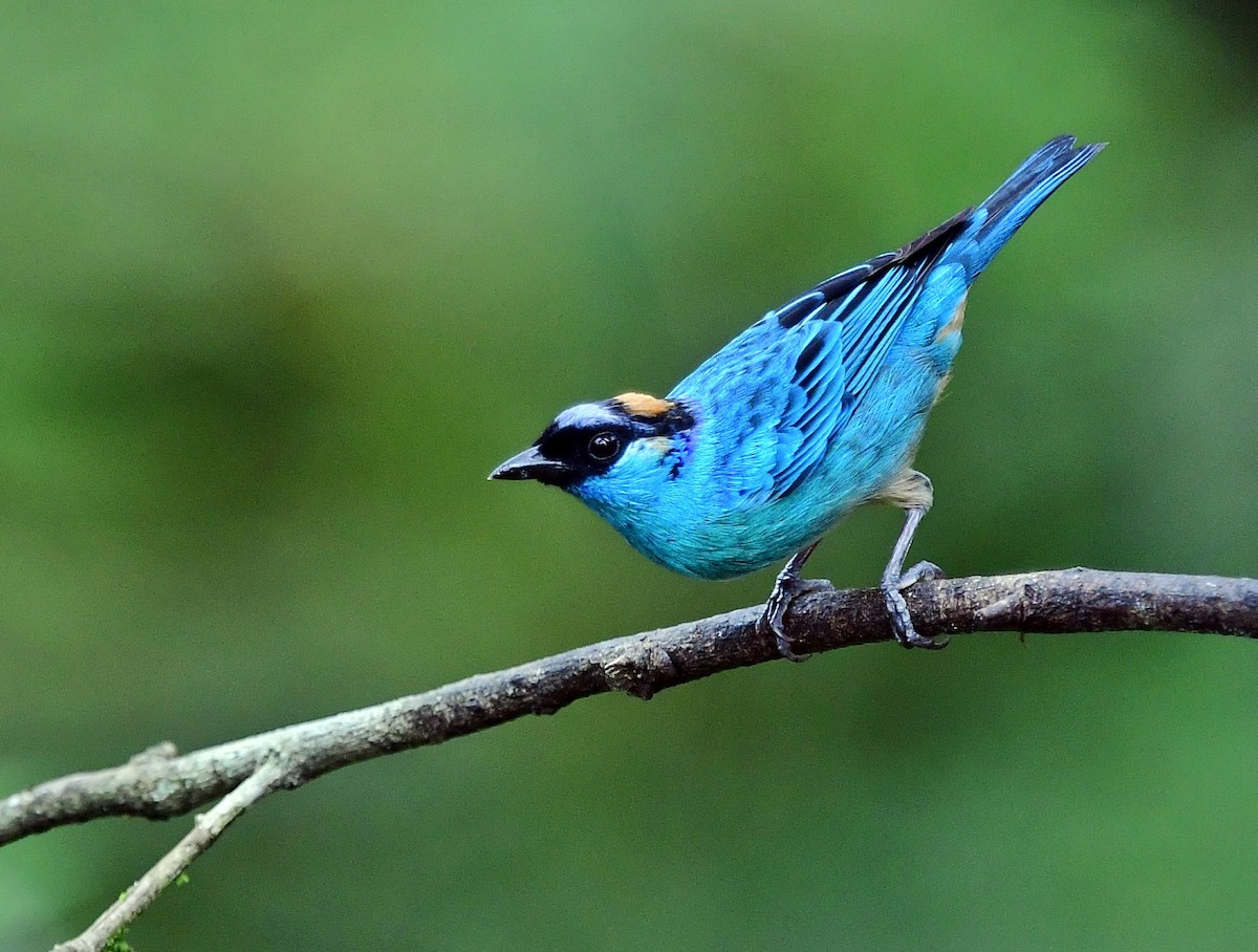 Golden-naped Tanager - ML618965448