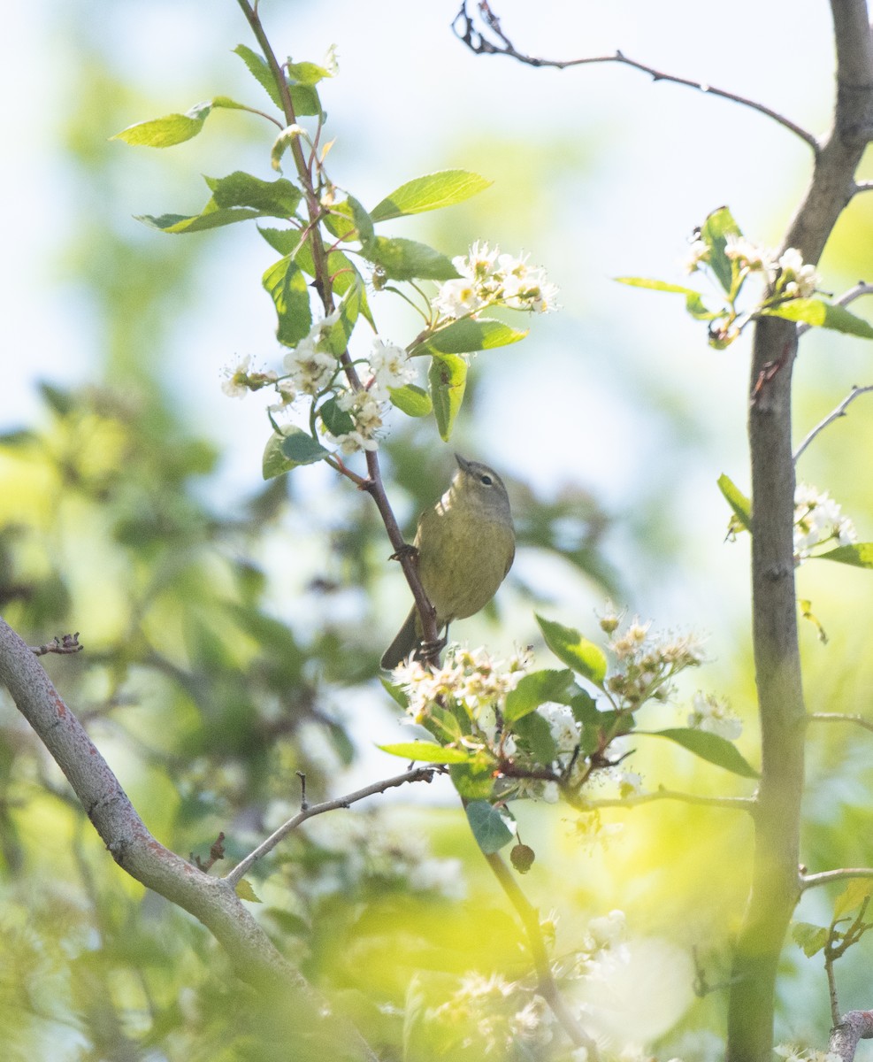 Orange-crowned Warbler - Esther Sumner