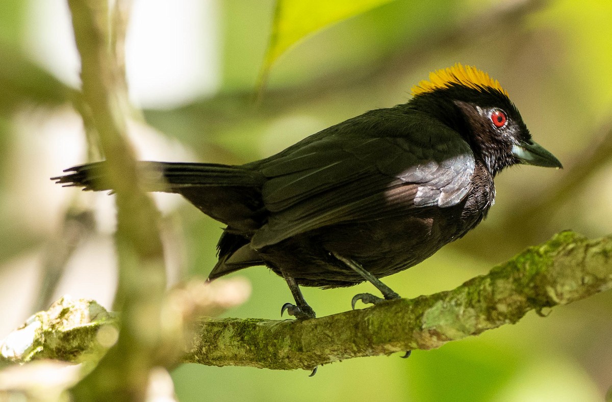 Tawny-crested Tanager - ML618965483