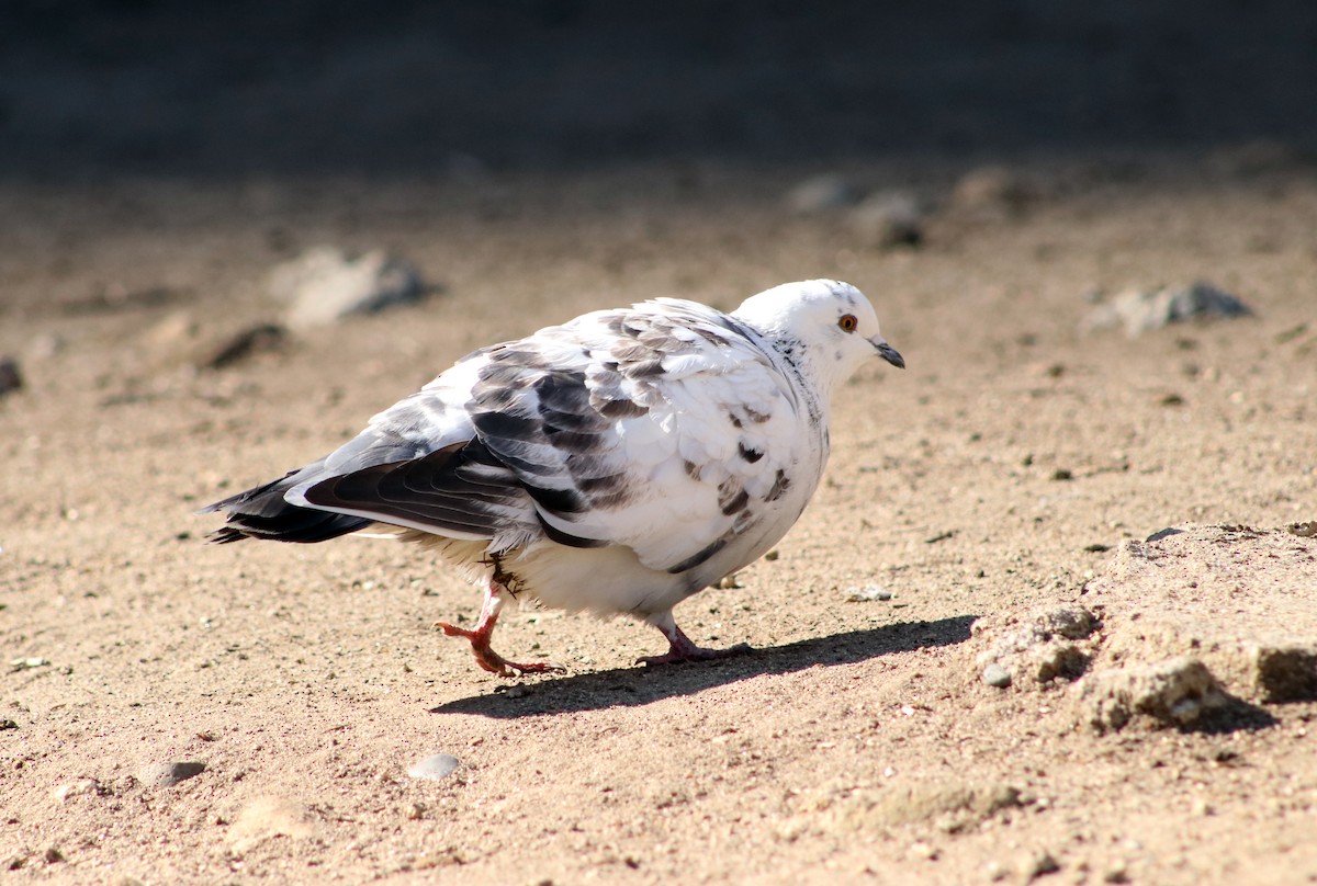 Rock Pigeon (Feral Pigeon) - ML618965503
