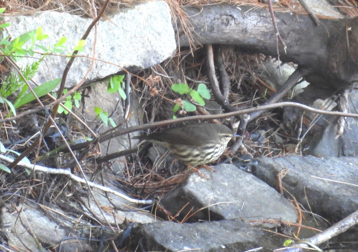 eBird Checklist 13 May 2024 Hallowell Recreation Area, Reservoir